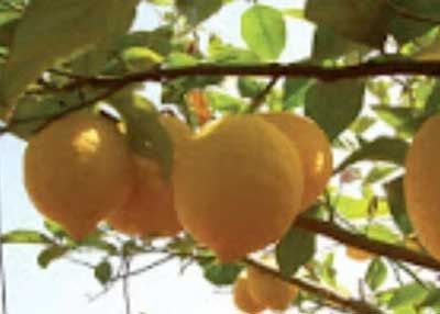 Image Les agrumes